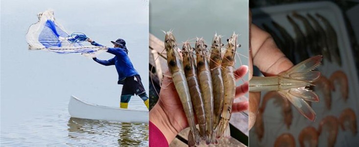 aquaculture raw materials aquaculture raw materials